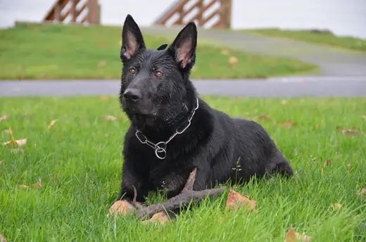 Black German Shepherd portrait from the 2012 Cascade Schutzhund trial — photo 01