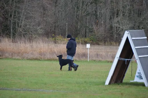 Working dog and handler completing obedience at the 2012 Cascade Schutzhund trial — photo 01