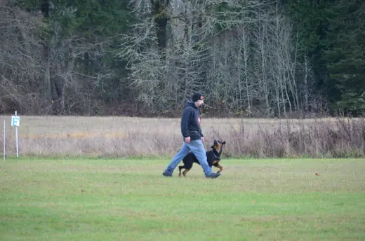 Working dog and handler completing obedience at the 2012 Cascade Schutzhund trial — photo 04