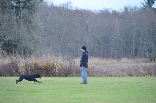 Working dog and handler completing obedience at the 2012 Cascade Schutzhund trial — photo 05