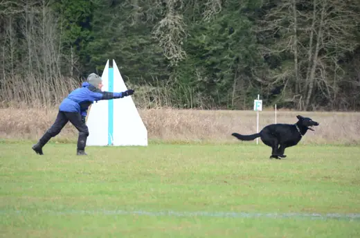 Working dog running during a recall exercise at the 2012 Cascade Schutzhund trial — photo 01
