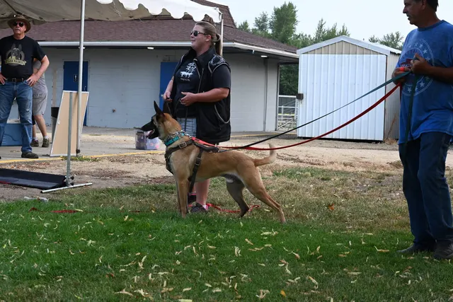 Chris Campbell Schutzhund Seminar 2021 — a black German Shepherd being restrained before a protection exercise — photo 10