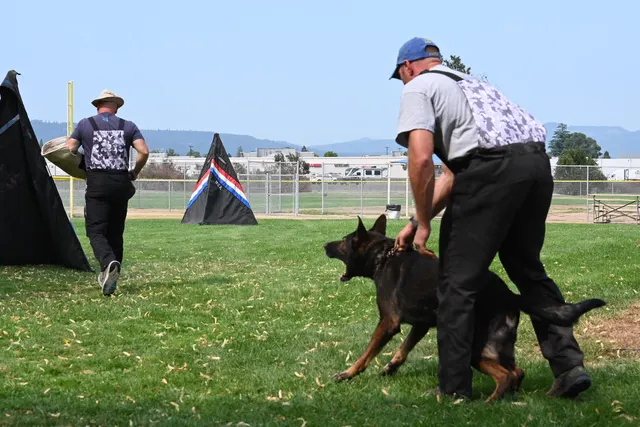 Chris Campbell Schutzhund Seminar 2021 — a black working dog engaging the helper beside the blind — photo 18