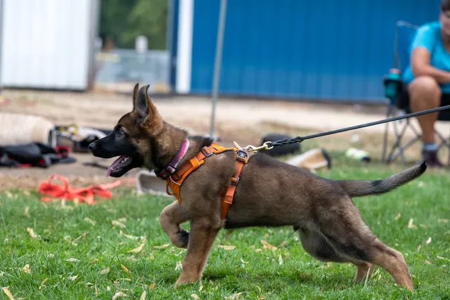 Chris Campbell Schutzhund Seminar 2021 — a German Shepherd working around the Schutzhund blind — photo 09