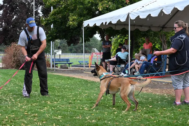 Chris Campbell Schutzhund Seminar 2021 — a German Shepherd developing grip and engagement with the helper — photo 11
