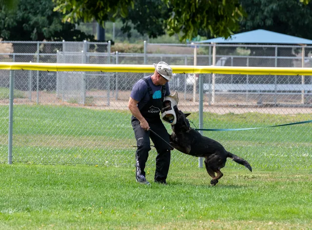 Chris Campbell Schutzhund Seminar 2021 — a German Shepherd sitting beside the handler during seminar work — photo 06