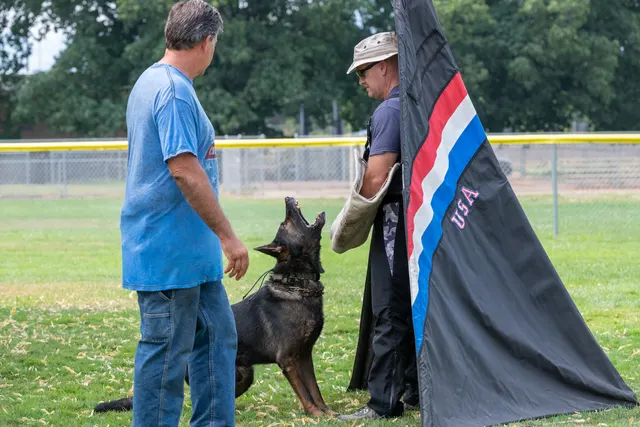 Chris Campbell Schutzhund Seminar 2021 — a Belgian Malinois approaching the Schutzhund blind during field work — photo 03