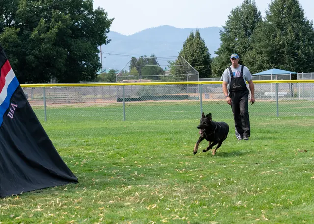 Chris Campbell Schutzhund Seminar 2021 — a Belgian Malinois and handler preparing for a seminar exercise — photo 01