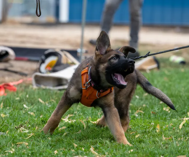 Chris Campbell Schutzhund Seminar 2021 — a Belgian Malinois engaging the helper during protection training — photo 08