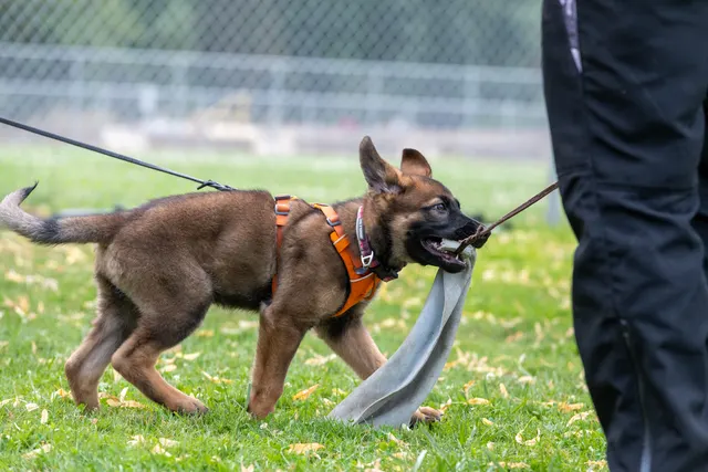 Chris Campbell Schutzhund Seminar 2021 — a Belgian Malinois focused between training repetitions — photo 07