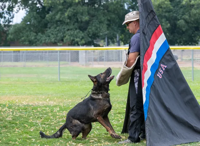 Chris Campbell Schutzhund Seminar 2021 — a working dog holding position during handler coaching — photo 04