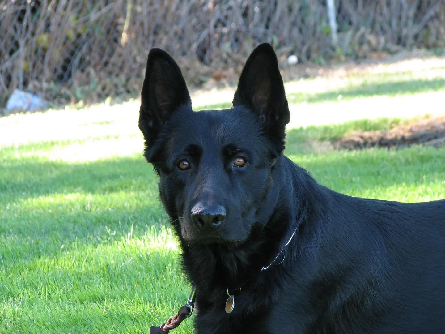 German Shepherd and handler portrait during Rogue Valley Schutzhund Club training in 2007 — photo 02