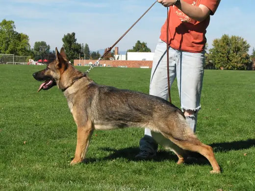 German Shepherd presented in a standing position during RVSC club training in 2007 — photo 01