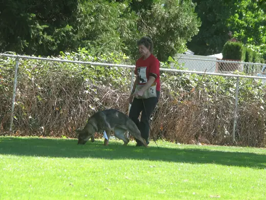 German Shepherd and handler practicing obedience during RVSC club training in 2007 — photo 04