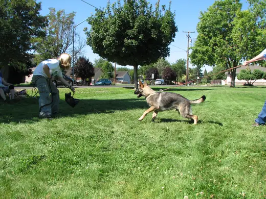 Working dog practicing recall and reward play during RVSC club training in 2007 — photo 01