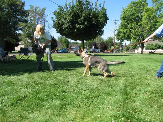 Working dog practicing recall and reward play during RVSC club training in 2007 — photo 02