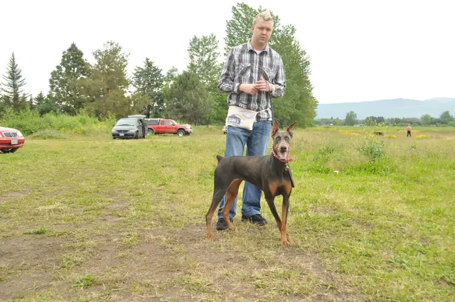Dog and handler work during RVSC club training in June 2011 — photo 01