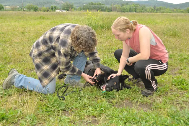Dog and handler work during RVSC club training in June 2011 — photo 05