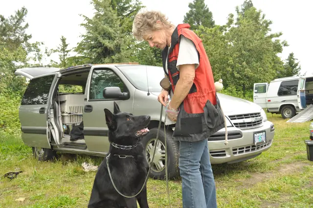 Dog and handler work during RVSC club training in June 2011 — photo 07