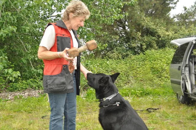 Dog and handler work during RVSC club training in June 2011 — photo 08