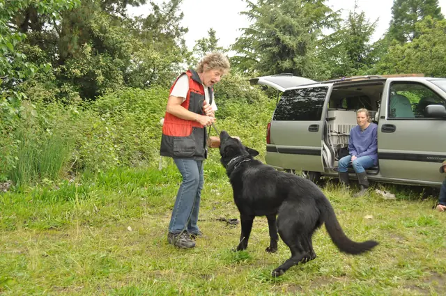 Dog and handler work during RVSC club training in June 2011 — photo 09