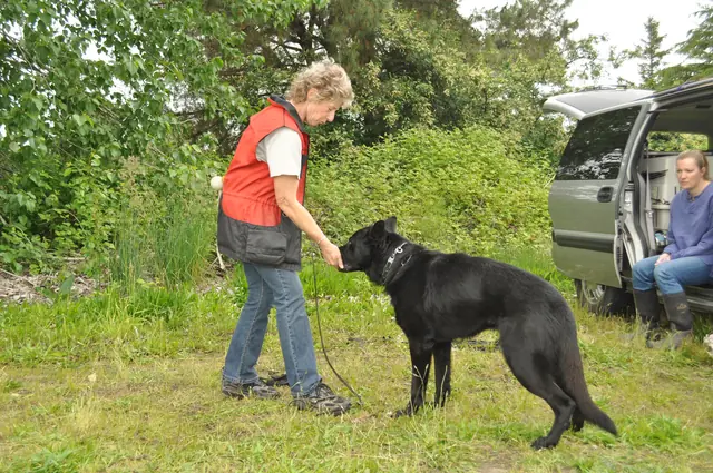 Dog and handler work during RVSC club training in June 2011 — photo 10