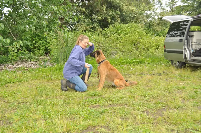 Dog and handler work during RVSC club training in June 2011 — photo 11