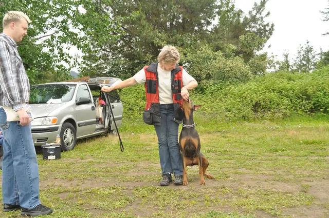 Dog and handler work during RVSC club training in June 2011 — photo 14