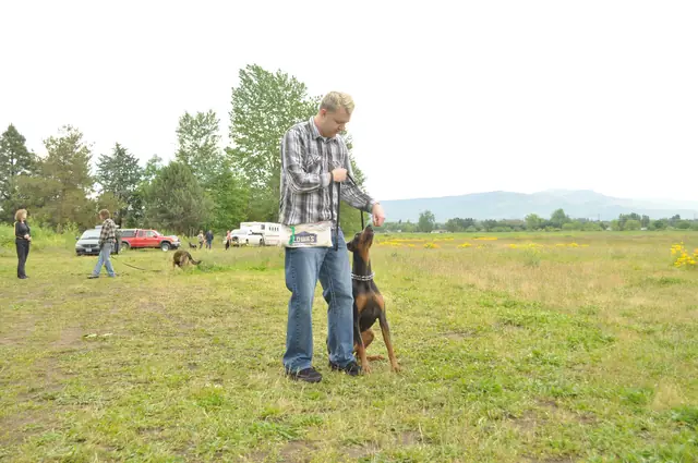 Dog and handler work during RVSC club training in June 2011 — photo 16