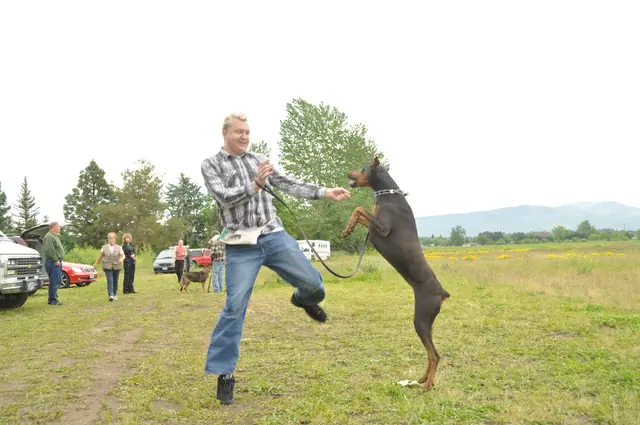 Dog and handler work during RVSC club training in June 2011 — photo 17