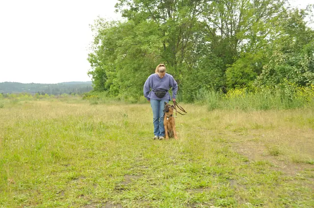 Dog and handler work during RVSC club training in June 2011 — photo 18