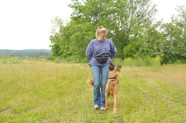Dog and handler work during RVSC club training in June 2011 — photo 19