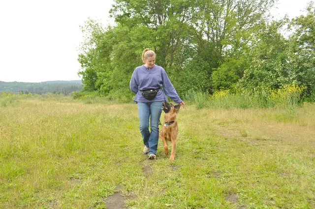 Dog and handler work during RVSC club training in June 2011 — photo 20