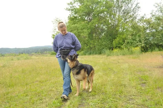 Dog and handler work during RVSC club training in June 2011 — photo 25