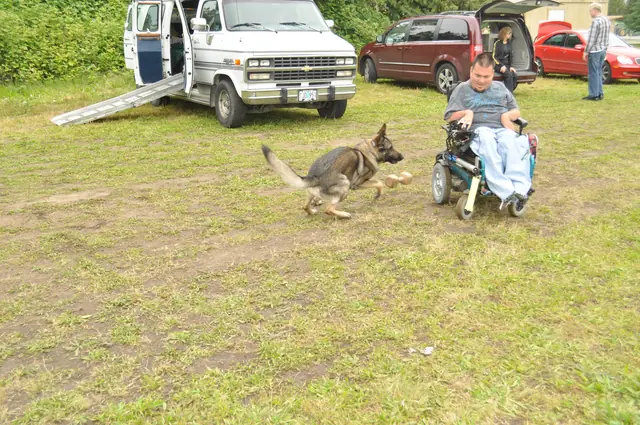 Dog and handler work during RVSC club training in June 2011 — photo 29