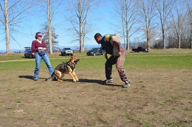 Working dog and handler during RVSC 2012 club training — photo 01