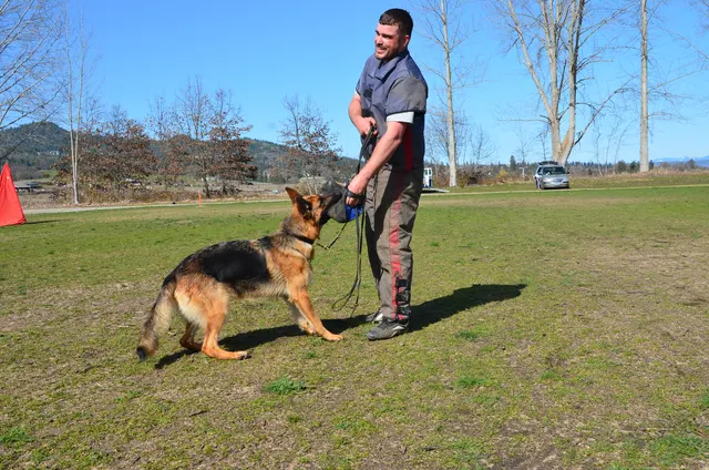 Working dog and handler during RVSC 2012 club training — photo 02