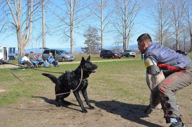 Working dog and handler during RVSC 2012 club training — photo 03
