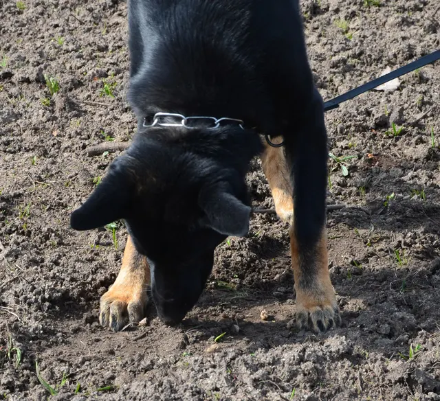 Working dog and handler during RVSC 2012 club training — photo 04