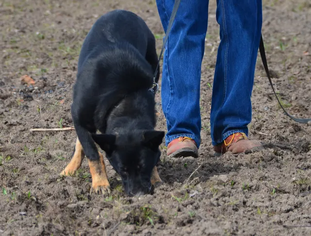 Working dog and handler during RVSC 2012 club training — photo 06