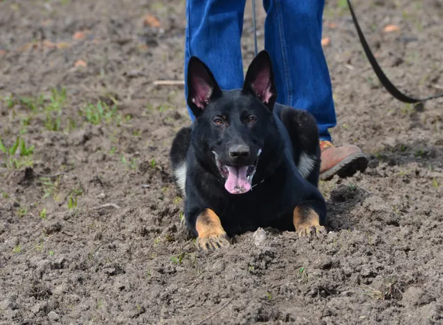 Working dog and handler during RVSC 2012 club training — photo 07