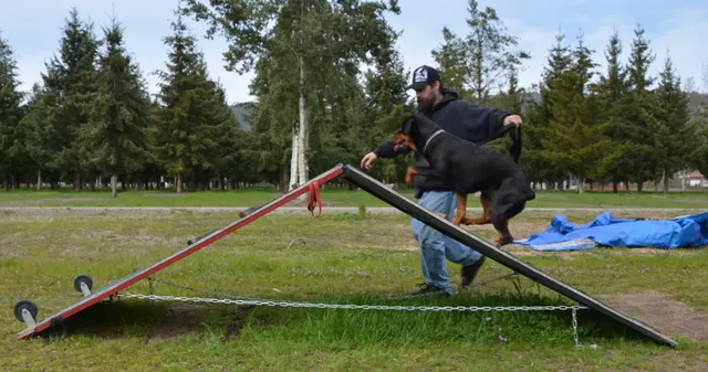 Working dog and handler during RVSC 2012 club training — photo 09