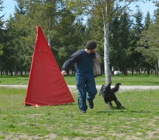 Working dog and handler during RVSC 2012 club training — photo 12
