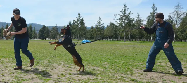 Working dog and handler during RVSC 2012 club training — photo 13
