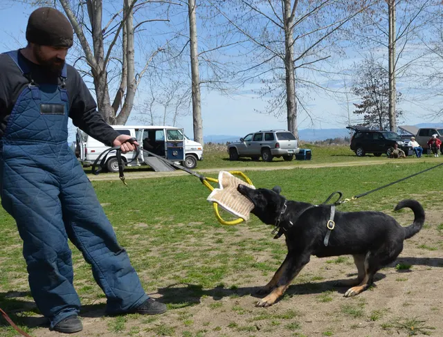 Working dog and handler during RVSC 2012 club training — photo 15