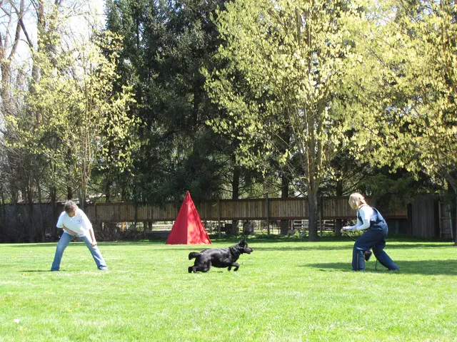 Working dog and handler during RVSC April 18, 2009 club training — photo 01