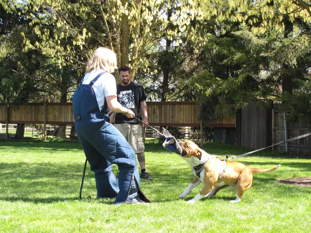 Working dog and handler during RVSC April 18, 2009 club training — photo 02