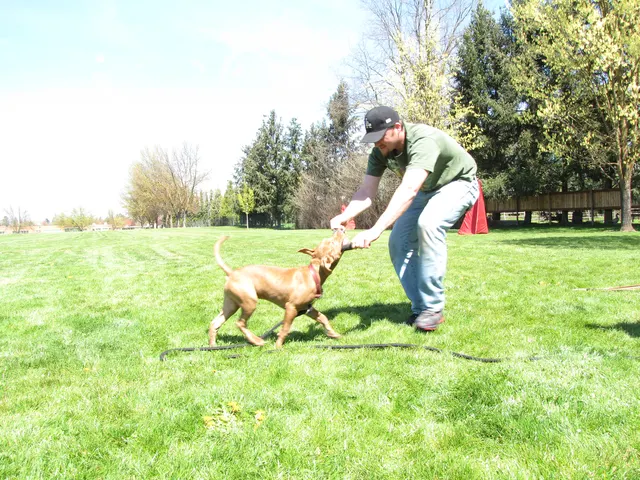 Working dog and handler during RVSC April 18, 2009 club training — photo 04