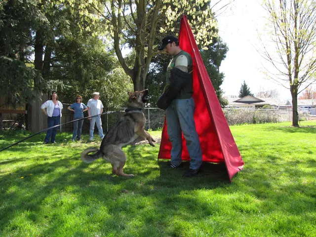 Working dog and handler during RVSC April 18, 2009 club training — photo 05