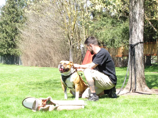 Working dog and handler during RVSC April 18, 2009 club training — photo 06